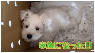 天使がお家にやってきた！【ミニチュアシュナウザー子犬】