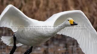 Bible Verses On Baptism Of The Holy Spirit - Baptism In The Holy Spirit & Speaking In Tongues