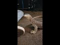 monitor lizard thinks he s a dog monitorlizard reptiles lizard gecko