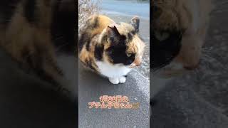 地域猫のブチん子ちゃん🐱甘えん坊小僧　 #cutecat #三毛猫