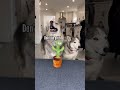 huskies are confused by mimicking cactus toy goldenretriever husky dog shorts