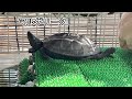 世界へ進出マロン君🤭 亀 cute 亀大好き turtle