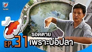 ล้างระบบกรองบ่อปลาอัลลิเกเตร์ และปลาแม่น้ำ