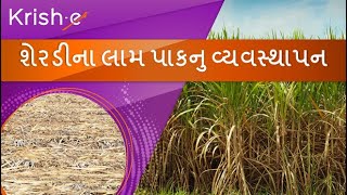 શેરડી રેટૂન પાક મેનેજમેન્ટ | Sugarcane Ratoon Crop Management