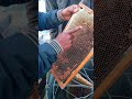 কিভাবে মধু আহরণ করা হয়। how to extract honey from honeycomb honey honeycomb beef viralvideo