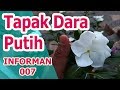 Apa Manfaat Bunga Tapak Dara Putih ? Simak disini