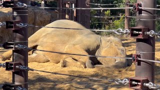 暖かな日差しを浴びて気持ち良さそうにお寝坊するスーリヤさん🐘😁　12月21日 上野動物園　アジア象