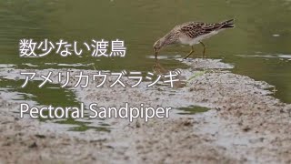 【数少ない渡鳥】アメリカウズラシギ Pectoral Sandpiper