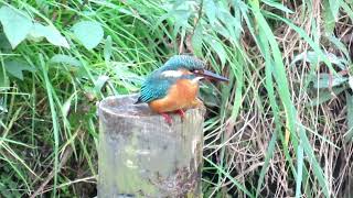 残堀川のカワセミ　　2022.12.03　　MVI_7971  Kingfisher