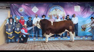 Simmental Champions at Expo Jalisco 2024