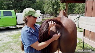 Helping Your Equine Veterinarian Access Emergency Call For Your Horse