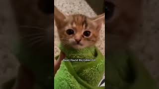 Remember this cat #shorts #kitten #kittenvideos