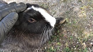 黒うさぎ「ホントに撫でる気か？（威圧）」  → 撫でたら超気持ち良さそうｗ