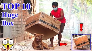 Top 10 Prank Dog! Super Huge Box vs Prank Sleep Dogs | Super Funny Must Watch