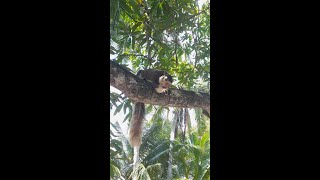 We gave a biscuit to a grizzled giant squirrel #worldbest #pinegle #travel #animals #viral #squirrel