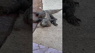 BLACK IGUANA SCARY LOOK 🦎 #shorts #blackiguana #iguana #lizard #reptile ##viral