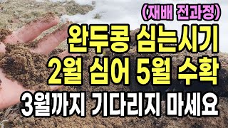 (재배전과정) 완두콩 심는시기 2월 씨앗파종 5월 수확까지 2월 밭만드는법, 심는방법(심는간격, 심는깊이) 그리고 심기전 꼭 확인해야 할 이것 까지