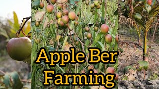 Apple Ber Farming #1 Lakh Income Per Bigha #Farming.   7 Months Fruiting start