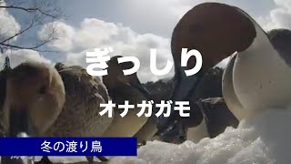 食事は競走 オナガガモ