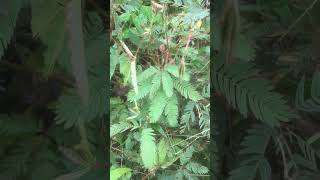 日常152 马来西亚🇲🇾 含羞草对于触碰（外来刺激）会合拢（反应）MALAYSIA MIMOSA PUDICA TOUCH WILL CLOSE ITS LEAF