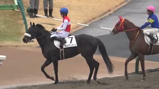 2022 東京 新馬戦 パドック～本馬場入場～ウィニングラン 現地映像 ショウナンダール