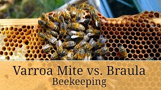 Do my Honeybees have Varroa?