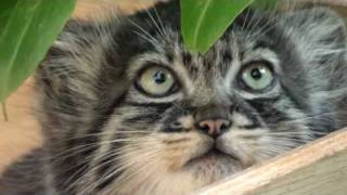 WHF Pallas Cat Kittens 2010 - 9 weeks old and getting brave