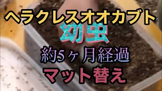 【山育】ヘラクレスオオカブト幼虫　孵化日から５ヶ月経過　マット替え　果たして成長しているか…