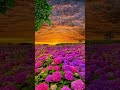 amazing 🤩 view shorts shortsfeed flower sky amazingview 4knature