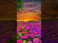 amazing 🤩 view shorts shortsfeed flower sky amazingview 4knature