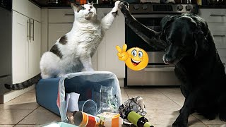 😹 Funny Cats and Dogs Adventures 🐕