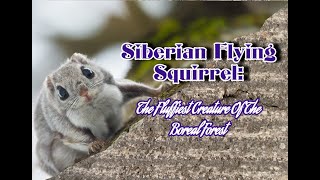 Siberian Flying Squirrel: The Fluffiest Creature Of The Boreal Forest #siberia #squirrel #animals