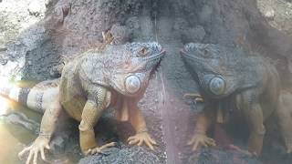 ガラスに映る自分とチューしているように見えるイグアナ（Iguanidae） 上野動物園　ABC Animals movies