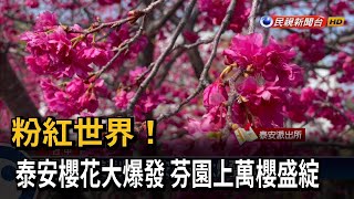 粉紅世界！ 泰安櫻花大爆發 芬園上萬櫻盛綻－民視台語新聞