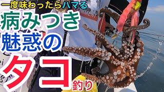 【釣り】どうしてもタコ！謎のアタリと魅惑の手応えでハマるタコ釣り 愛知県常滑市 船釣り タコエギング