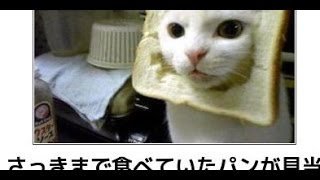 【閲覧注意】笑い死ぬｗｗ猫オンリーの「ボケて」傑作画像まとめ