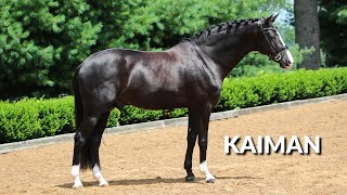 Kaiman's Bloodlines Produce FEI Horses for Pros and Amateurs Alike - 2023