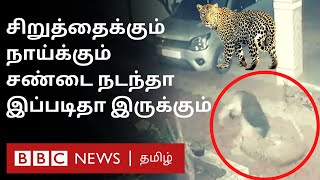 Leopard Attacks Dog: வளர்ப்பு நாயை திடீரென தாக்கிய சிறுத்தை; பதிலுக்கு நாய் என்ன செய்தது? | Pune