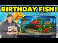 SUPER RARE CICHLIDS FOR MY BIRTHDAY!