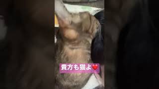 人間を毛づくろいする猫　#shorts #shortsvideo #猫 #cats