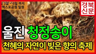 울진군청 제16회 울진금강송 송이축제 제1회 친환경농산물제전 개최 전찬걸군수 울진여행 경북신문TV 박준현대표 박호환기자 이상문편집국장 한국신문방송인클럽경북지회