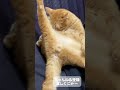 かわいい子猫 かわいい子ねこ cute 子猫 猫のいる暮らし 短いショート ほごねこと暮らす 短いショート 保護猫を家族に