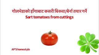 टमाटरको हाँगाबाट नयाँ बेर्ना कसरी उमार्ने: How do you propagate Tomato cuttings in water?