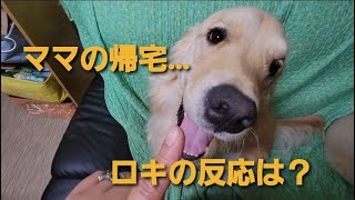 会えない時間が愛を育てるｺﾞｰﾙﾃﾞﾝﾚﾄﾘﾊﾞｰ🐶ﾛｷ♂