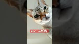 麗しのミレーユが近い　2023年11/20(月)#シンガプーラ#猫#singapura#cat