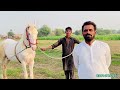 nukra breeder ghoda horse