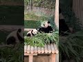 ms. ai eats elegantly while hui bao plays around behind her. panda pandapanda animals