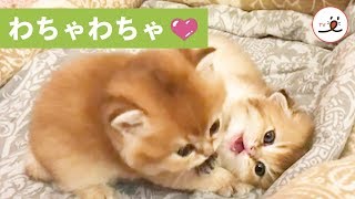 どこに行くにゃ❓ もっと遊ぶにゃ❗️ 子猫たちの可愛いじゃれ合い🐱💕 【PECO TV】