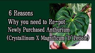 6 Reasons Why you need to repot your Anthurium Plant (Crystallinum X Magnificum 'D' Petiole)