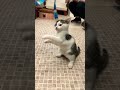 保護猫カフェ2足歩行で遊ぶ子猫 日記 cat 保護猫 shorts short shortsfeed feed cute cutecat catvideos 猫 猫動画 子猫